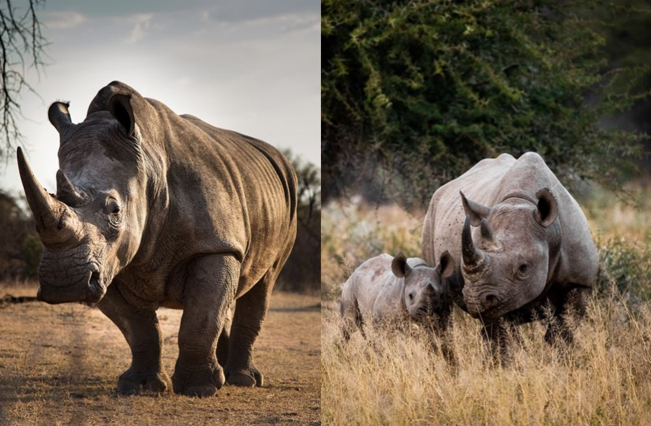 Spitzmaulnashorn Breitmaulnashorn