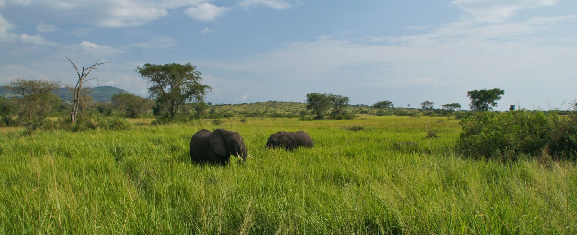 Elefanten streifen durch das hohe grüne Gras im Queen Elizabeth Nationalpark