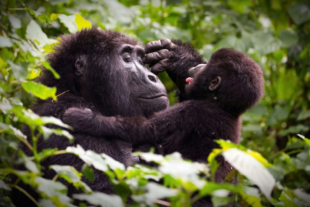 Berggorillababy spielt mit Berggorillamutter im grünen Wald im Bwindi Impenetrable Nationalpark