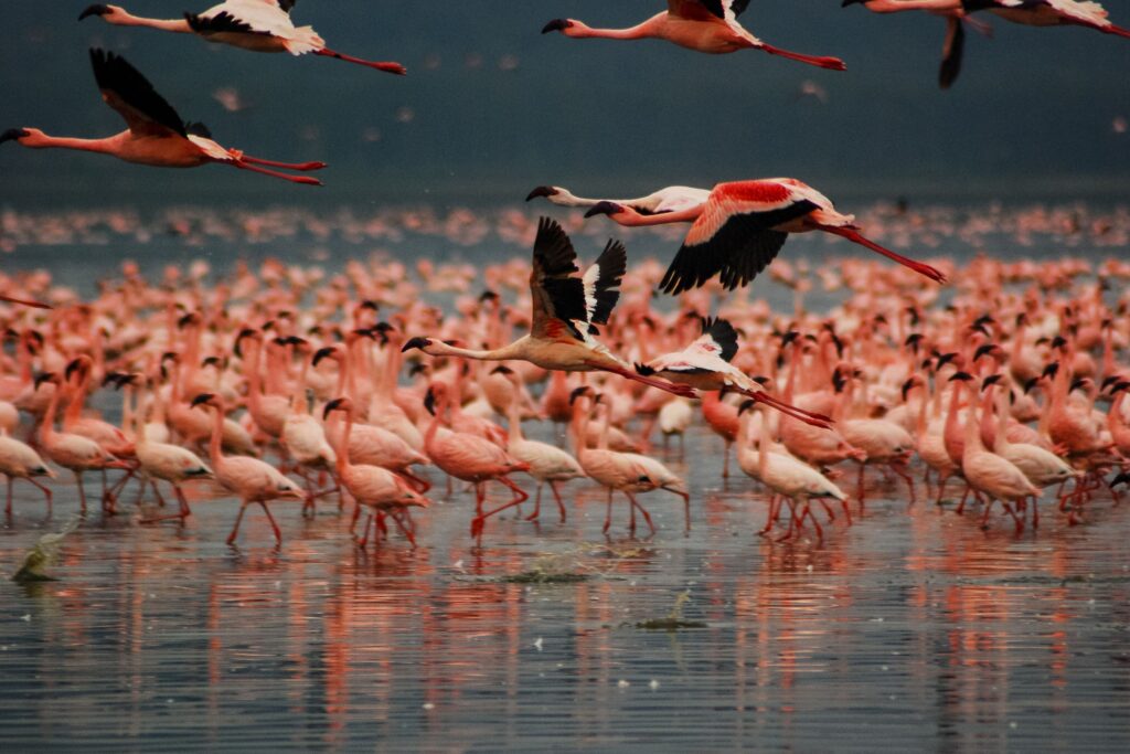 Flamingos im Lake Nakuro Nationalpark in Kenia