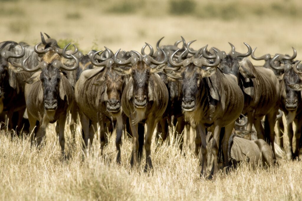 Eine Gnuherde läuft im hellen Gras der Masai Mara