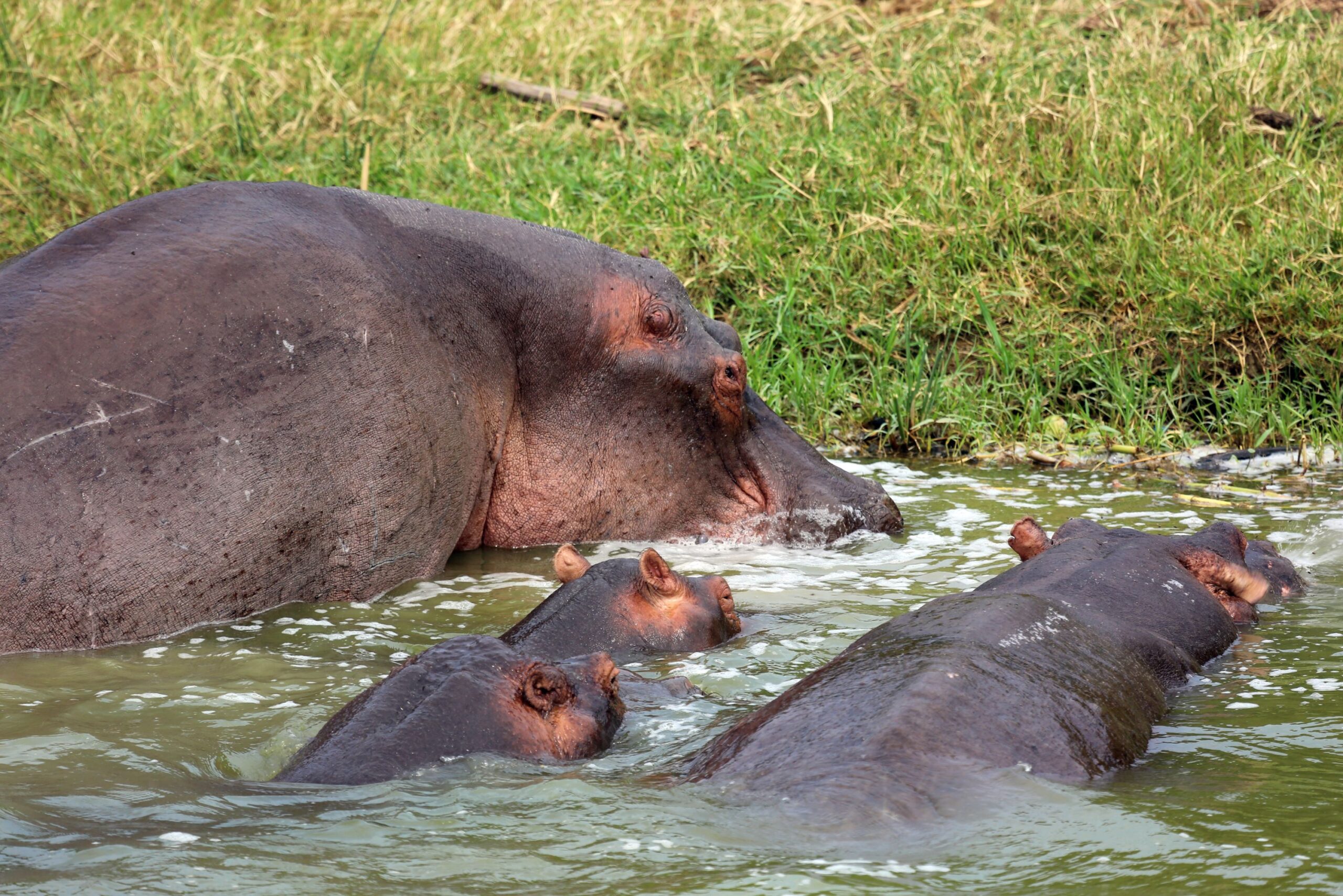 Zwei ausgewachsene und zwei junge Flusspferde im Wasser am grünen Gras, Queen Elizabeth Nationalpark