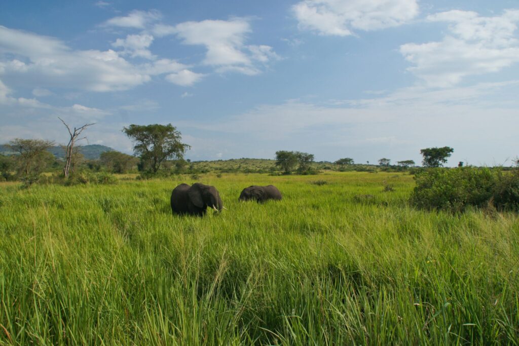 Elefantenherde im Queen Elizabeth Nationalpark in Uganda