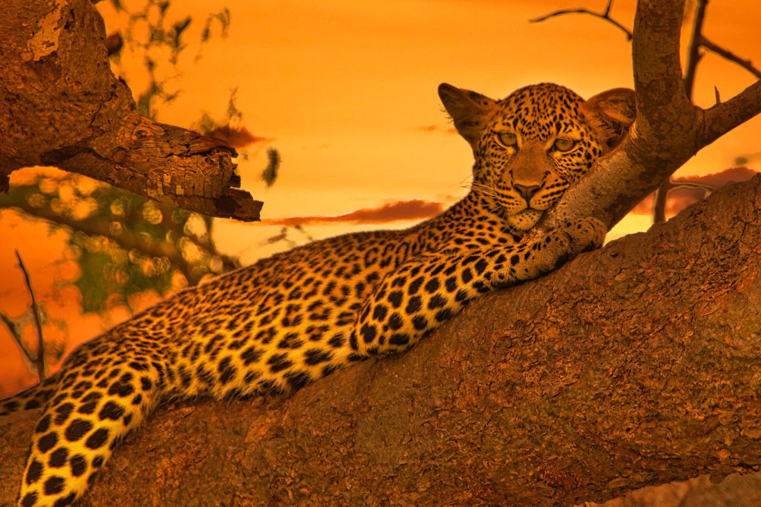 Junger Leopard liegt auf Baumstamm mit Sonnenuntergang, Tsavo East Nationalpark
