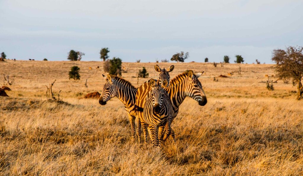 Vier Zebras stehen in einem Kreis bei Sonnenuntergang im Tsavo West Nationalpark in Kenia