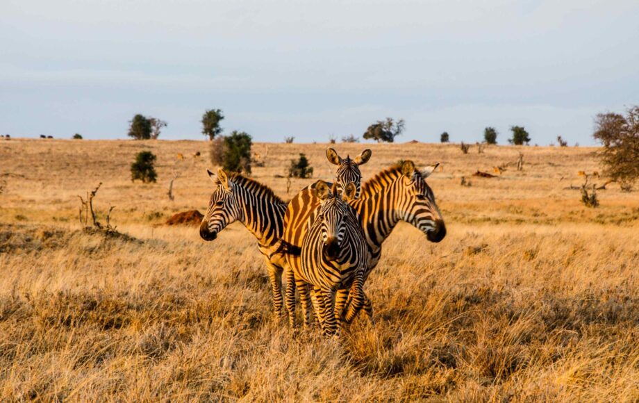 Vier Zebras stehen in einem Kreis bei Sonnenuntergang im Tsavo West Nationalpark in Kenia