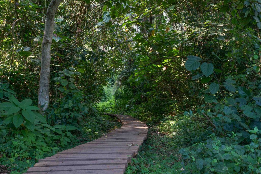Holzpfad führt durch grünes Dickicht des Bigodi Wetland Sanctuary