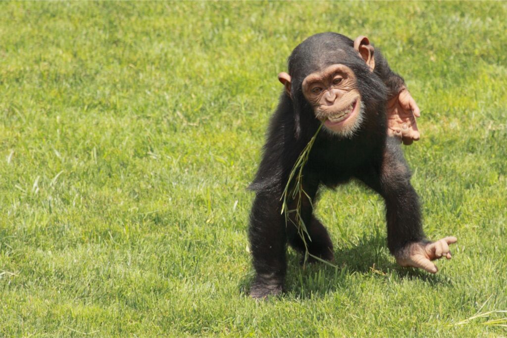 Schimpanse spielt im Gras, Kibale Nationalpark