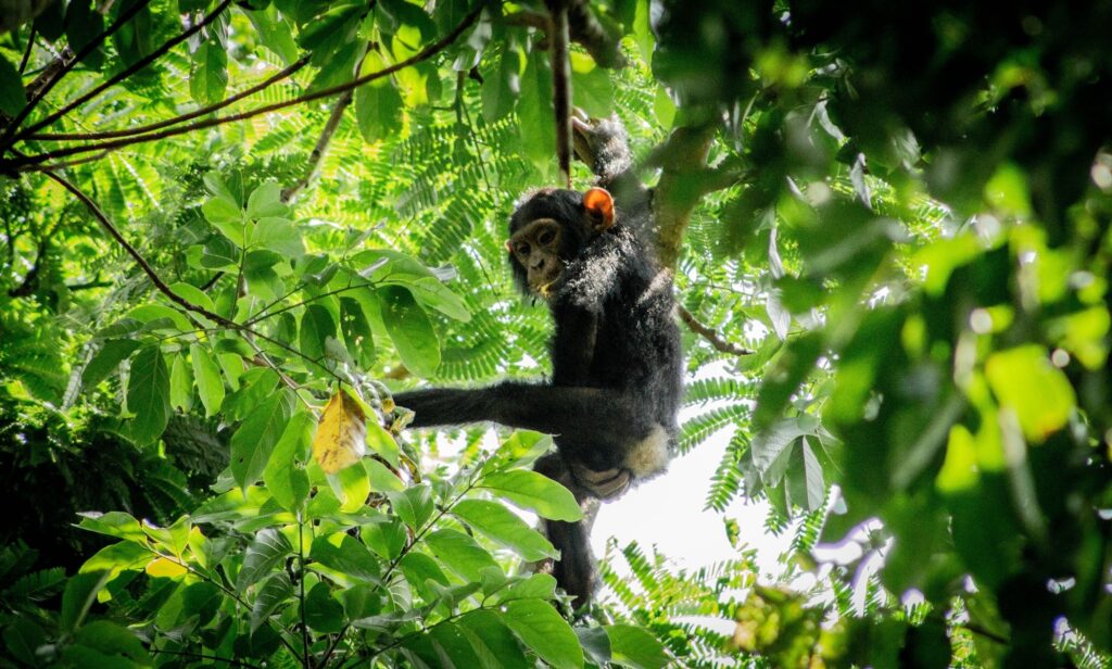 Schimpanse in Uganda