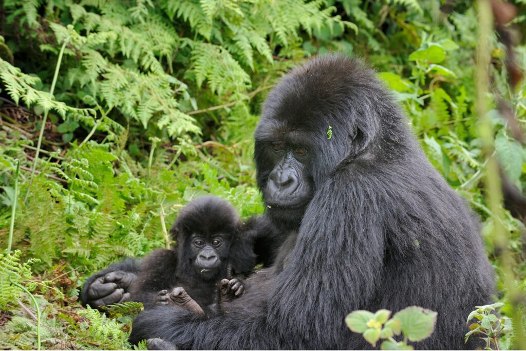 Gorilla-Tracking in Uganda