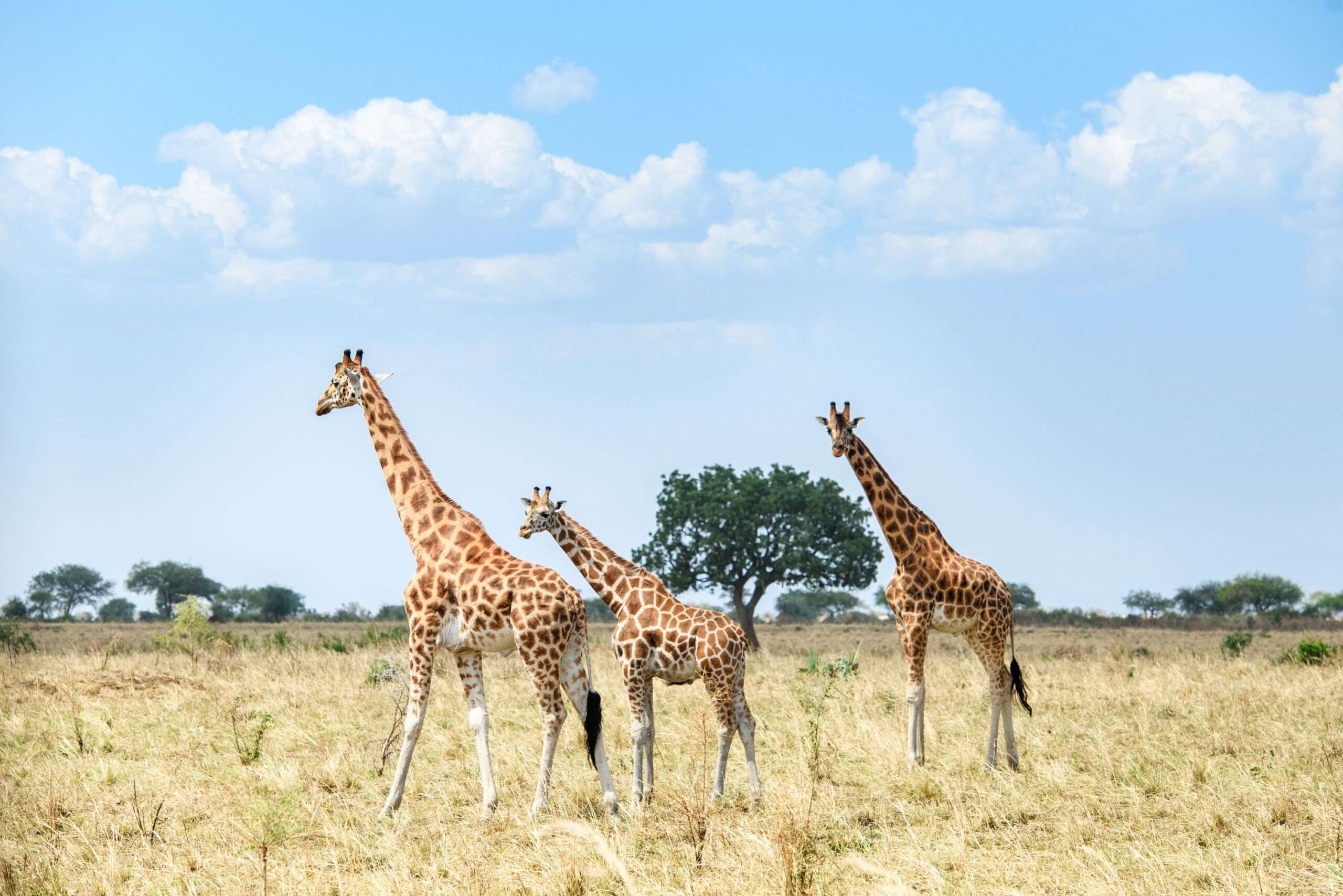 Wandersafari im Kidepo Valley Nationalpark