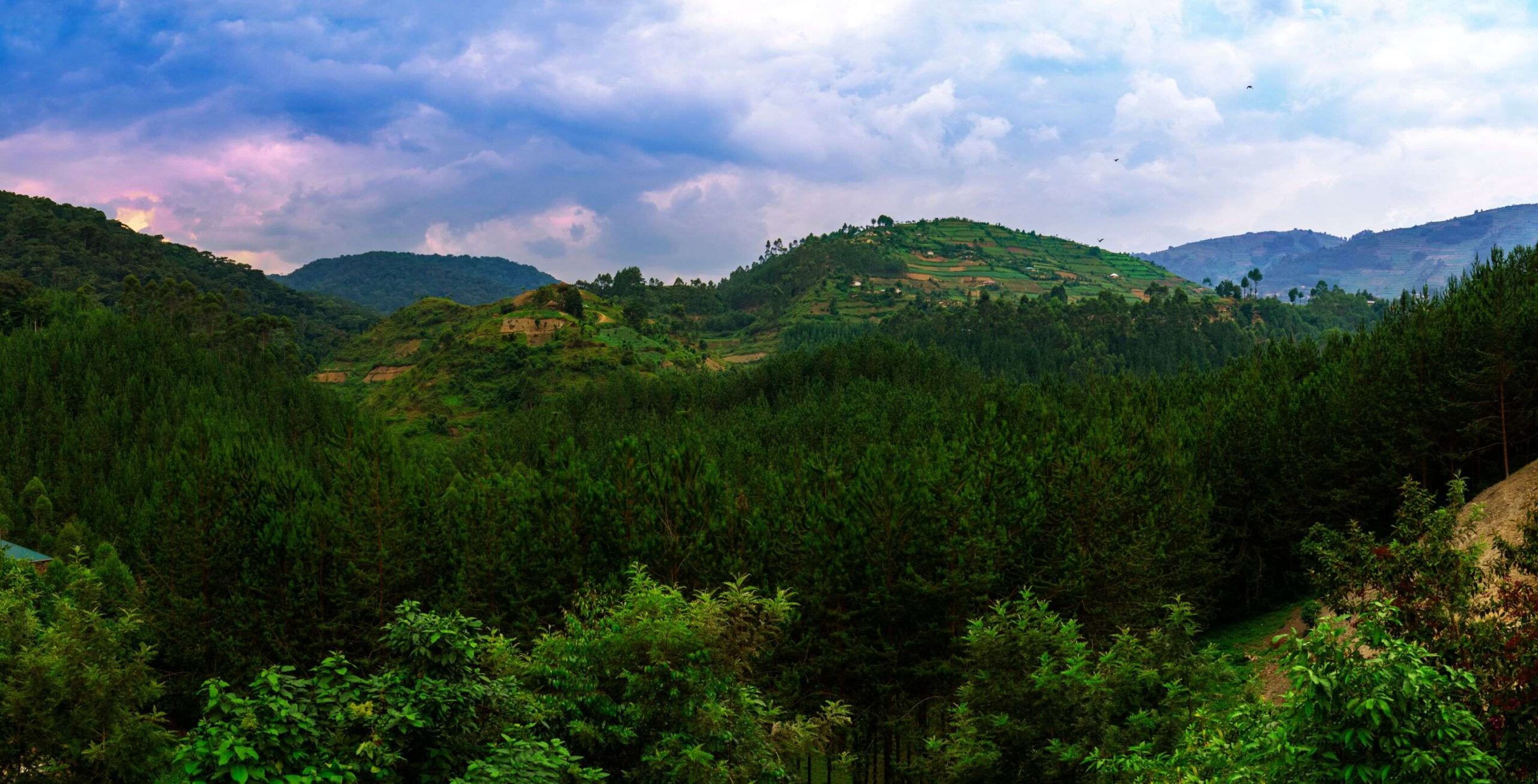 Bwindi Impenetrable Nationalpark