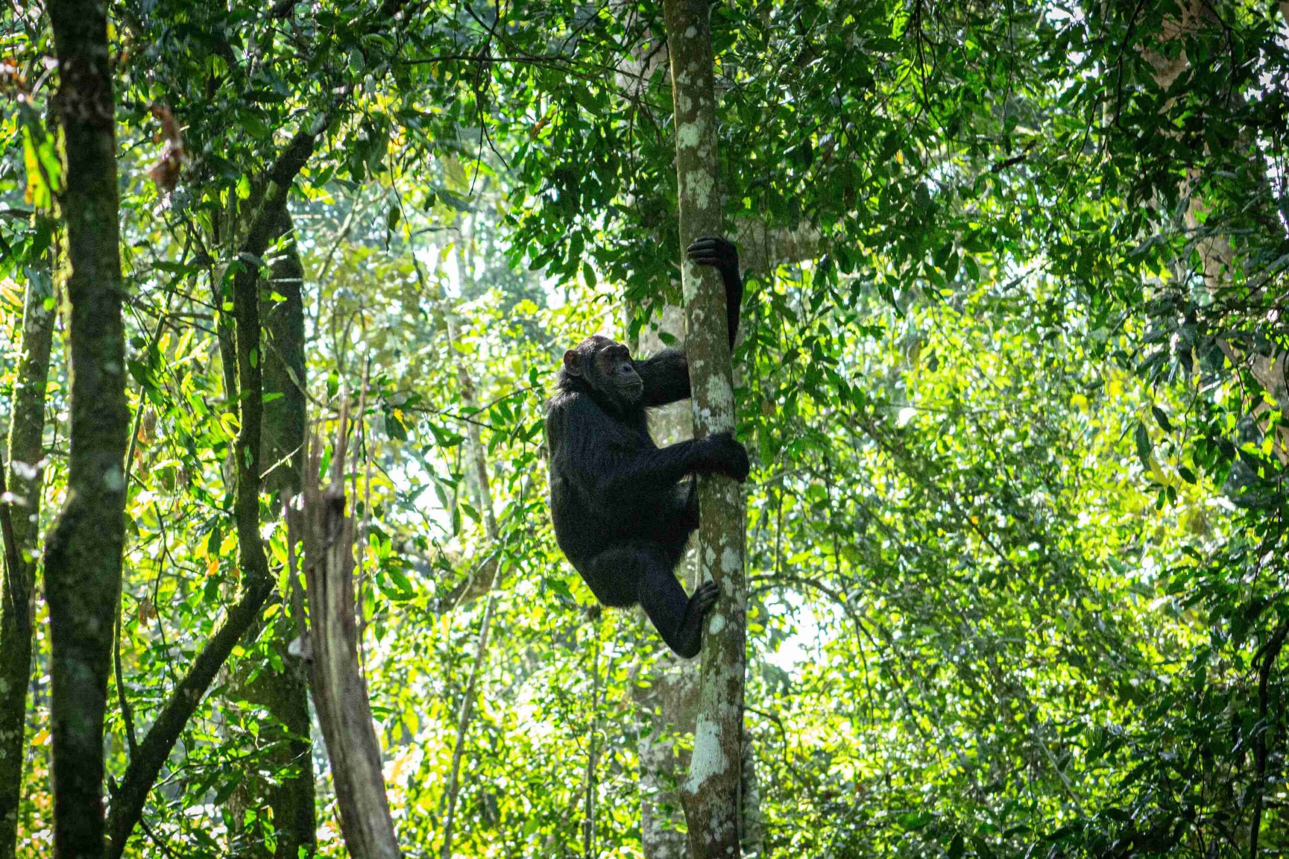 Schimpansen-Trekking im Budongo Forest (Murchison Falls)