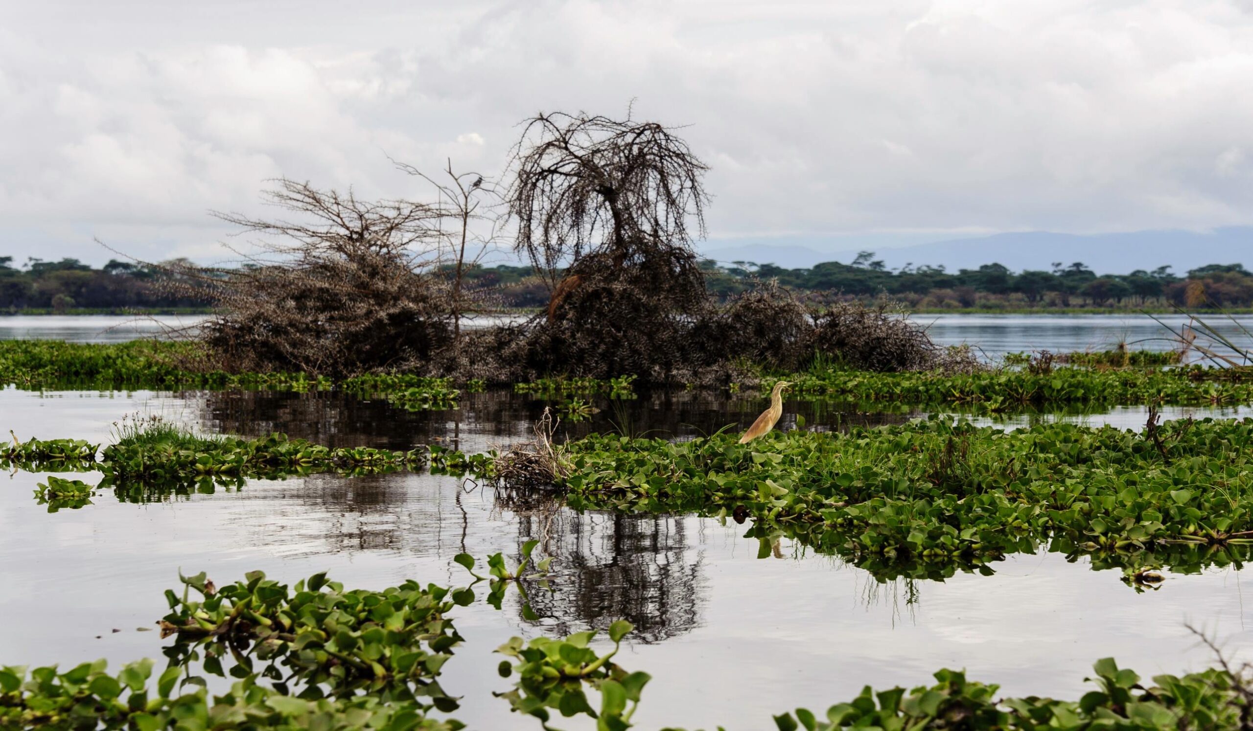 Lake Naivasha