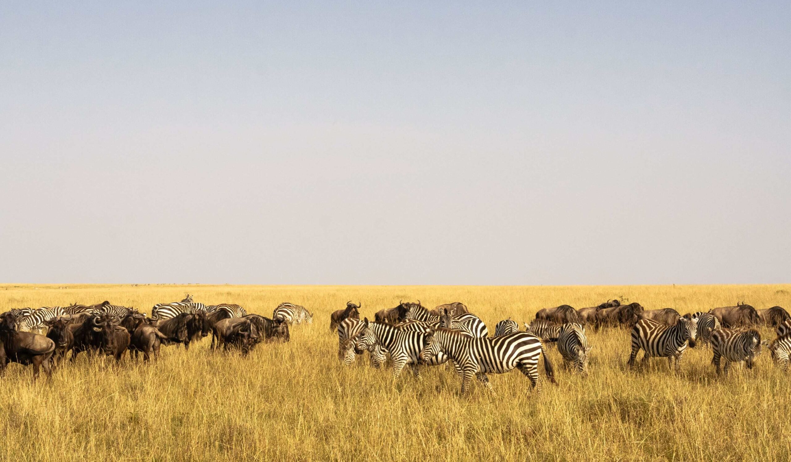 Masai Mara Nationalreservat