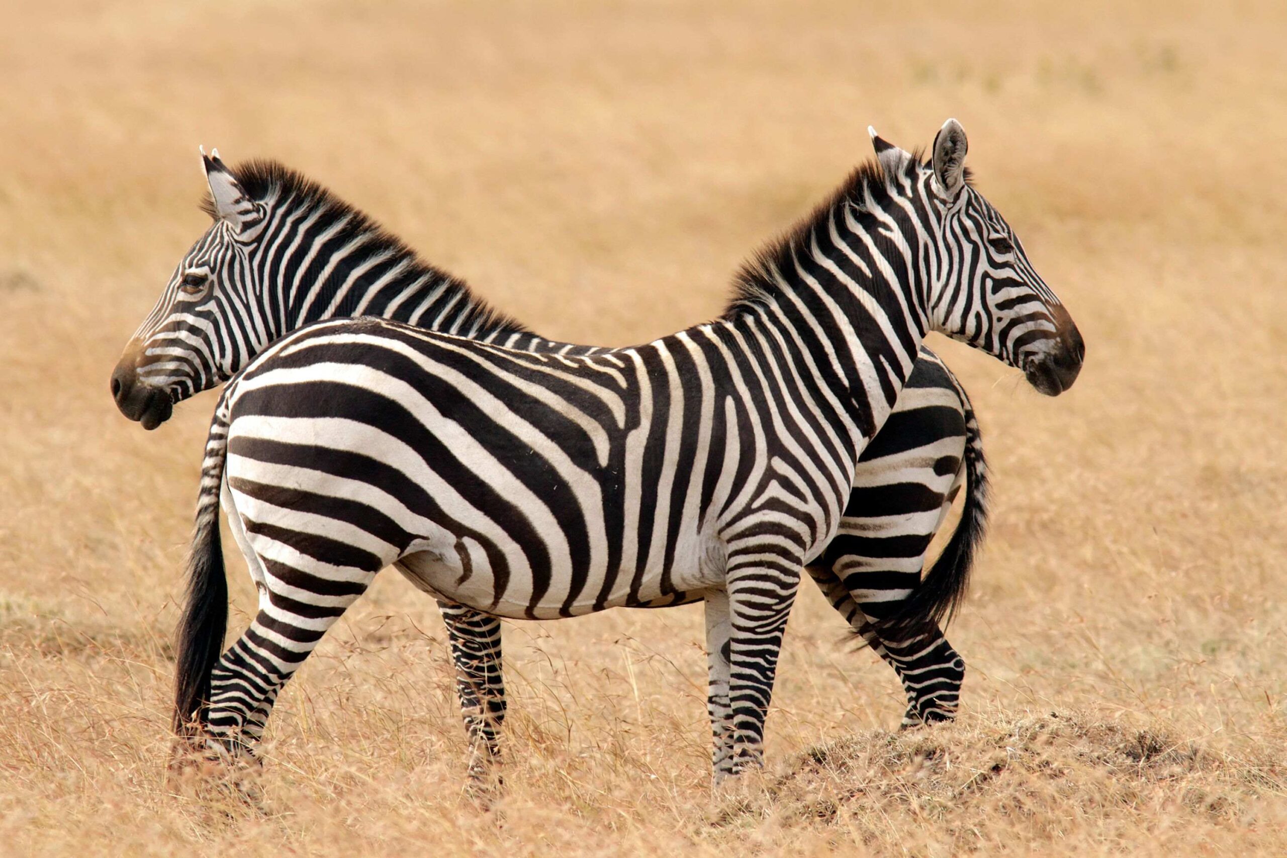 Wandersafari in Zebra Plains