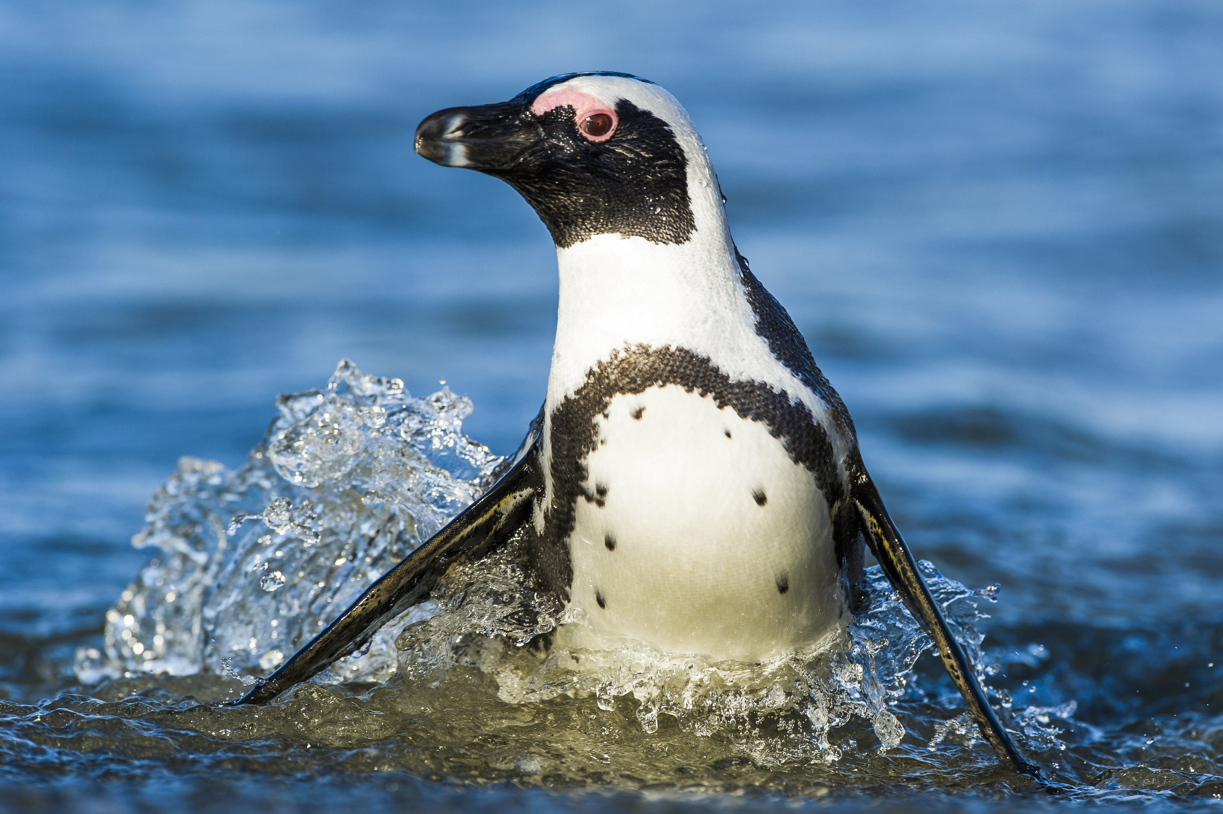 Brillenpinguin im Meer