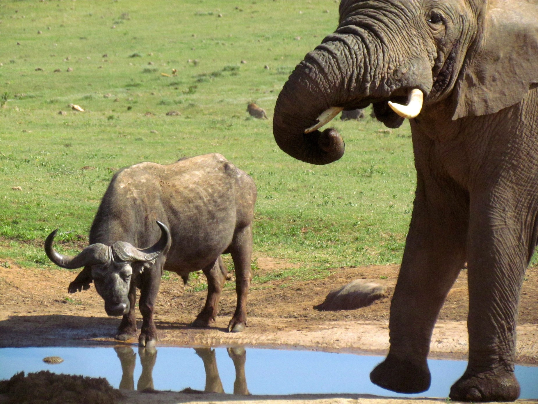 Ein Büffel und ein Elefant an einem Wasserloch