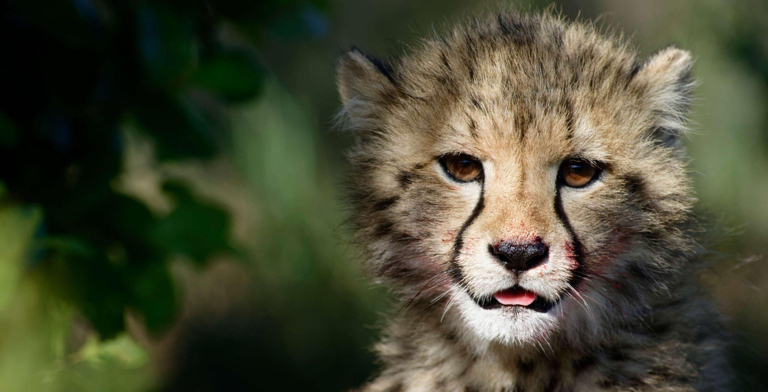 Ein Gepardenjunges mit herausgestreckter Zunge