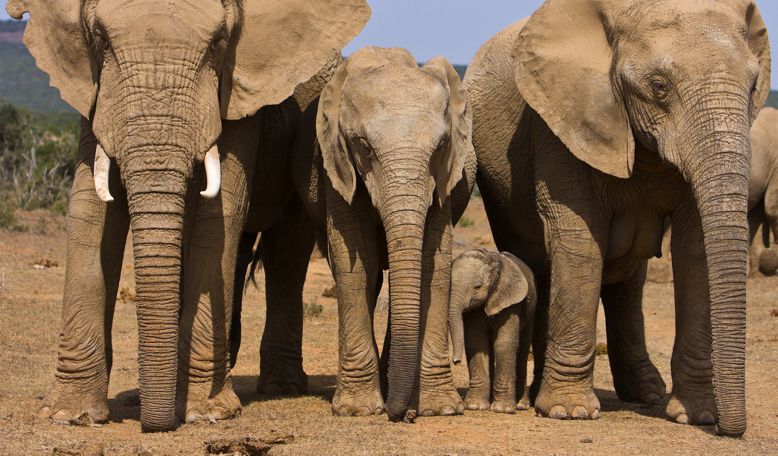 Elefantenfamilie im Addo Elephant Nationalpark in Südafrika