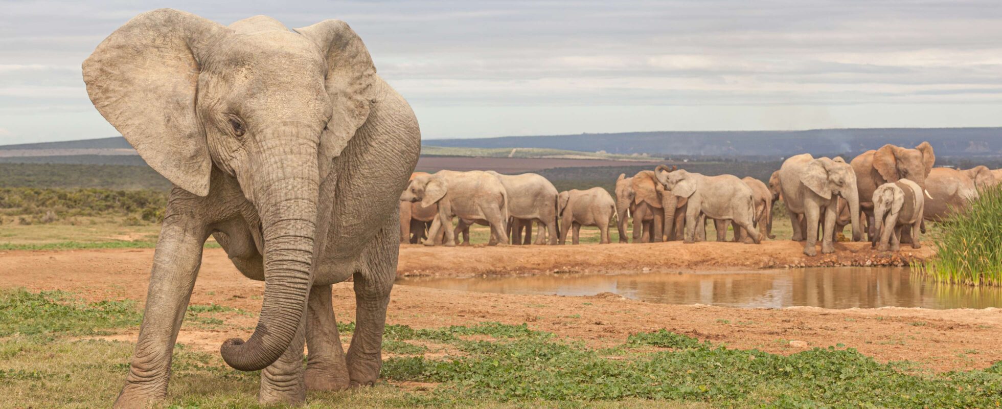 Elefantenherde in grün-gelber Steppe in Südafrika