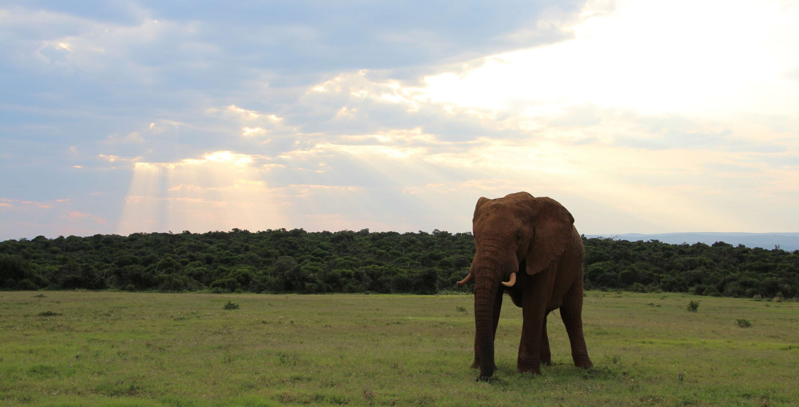Elefant läuft auf grünem Gras vor einem Wald