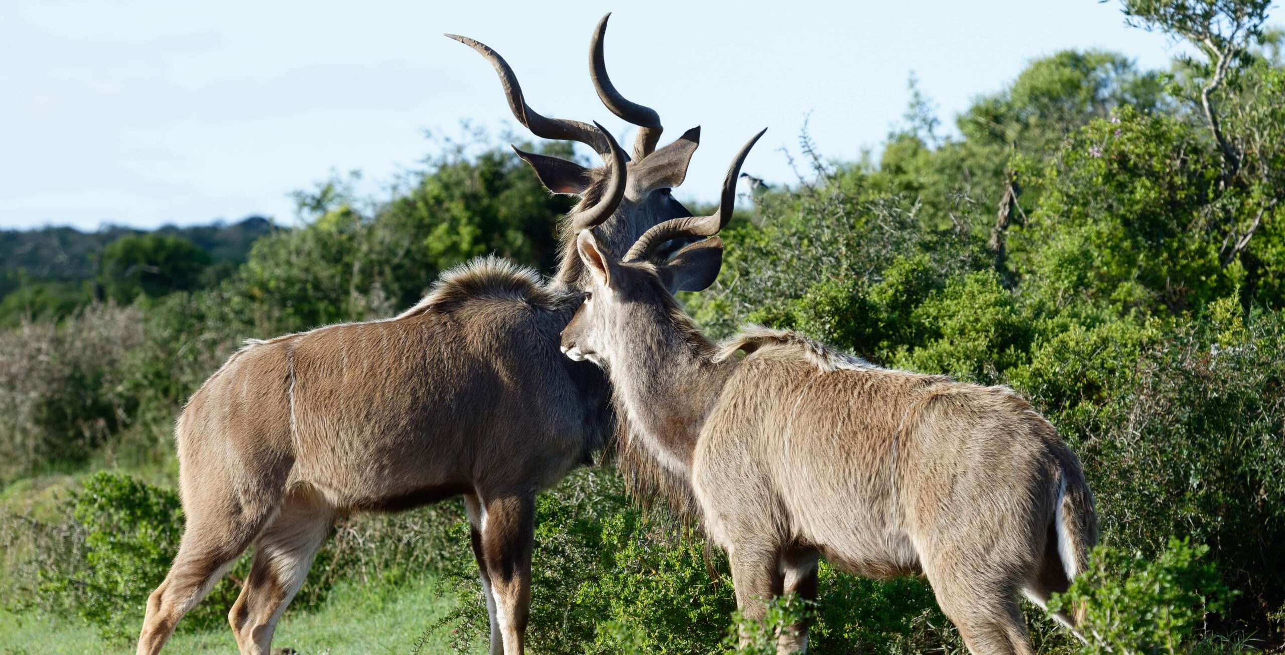 Zwei große Kudus stehen vor grünem Dickicht