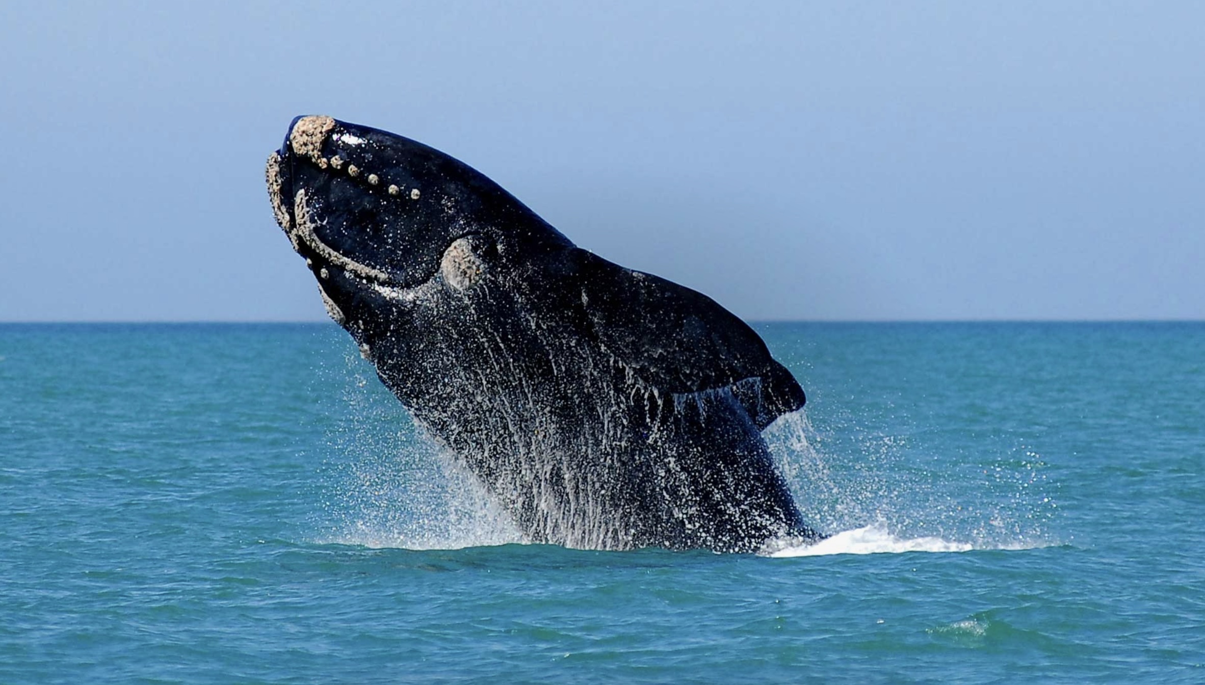 Walhai springt aus dem blauen Meer