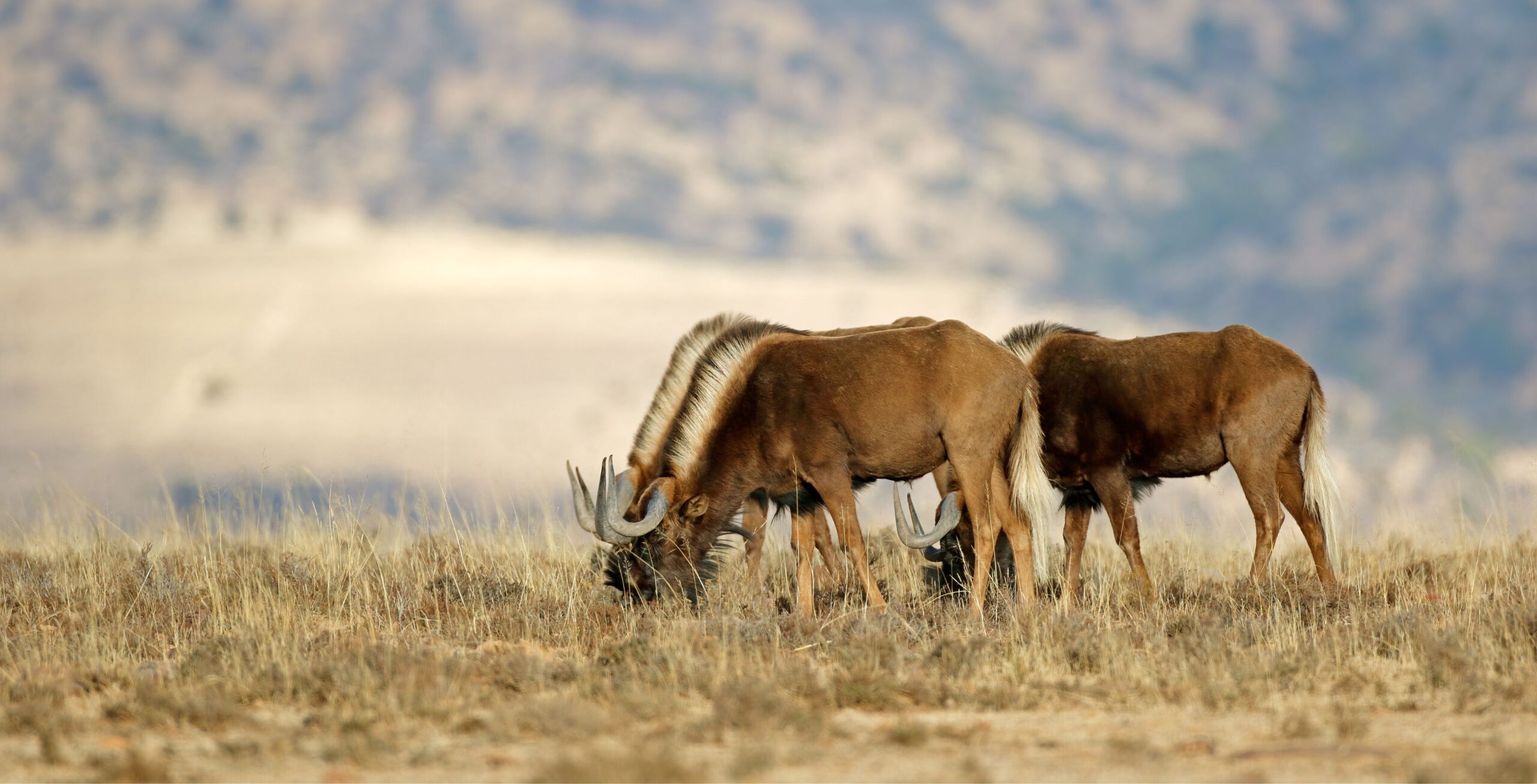 Weißschwanzgnus grasen im flachen hellen Gras vor einem Berg
