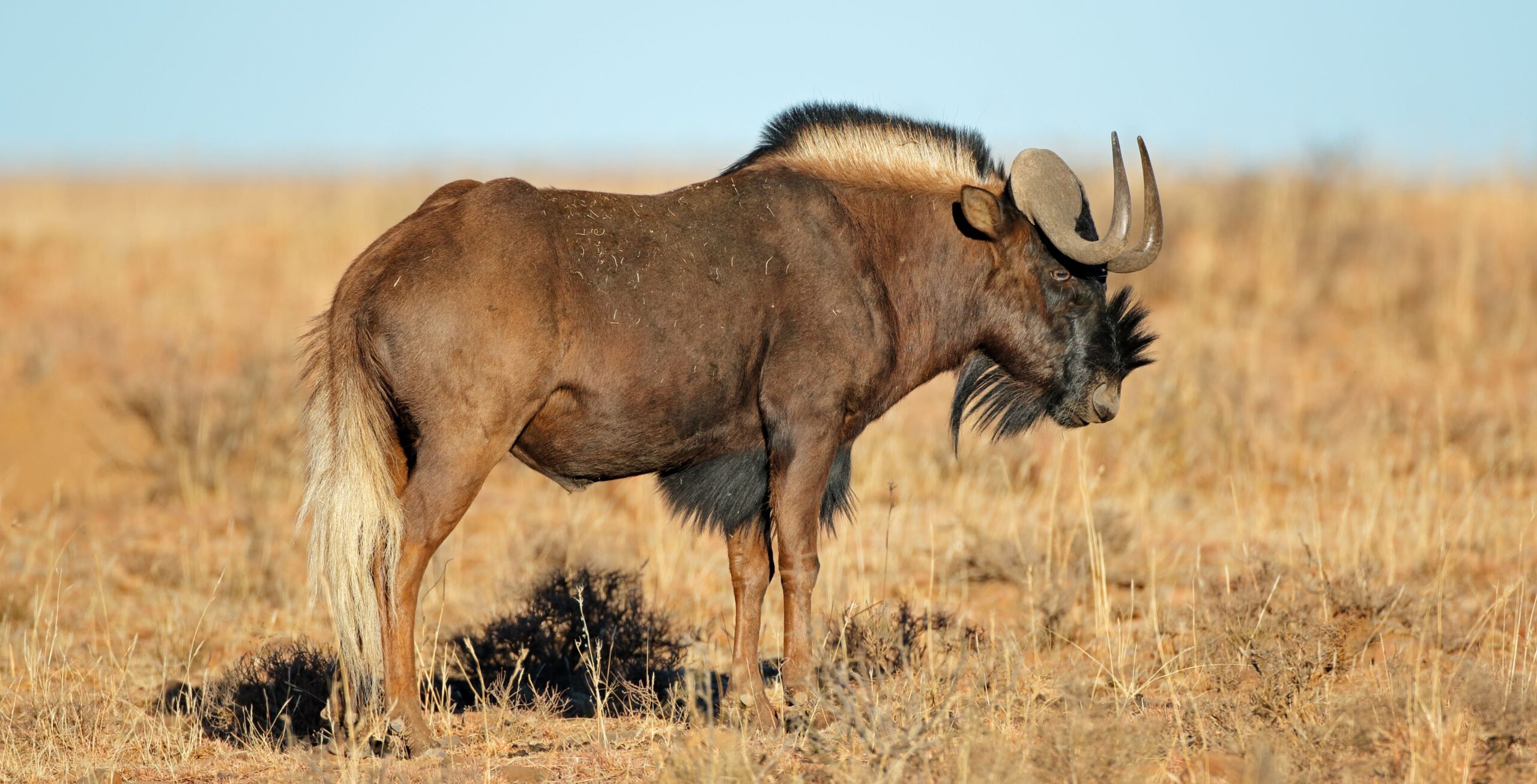 Weißschwanzgnu im hellen Gras im Mountain Zebra Nationalpark