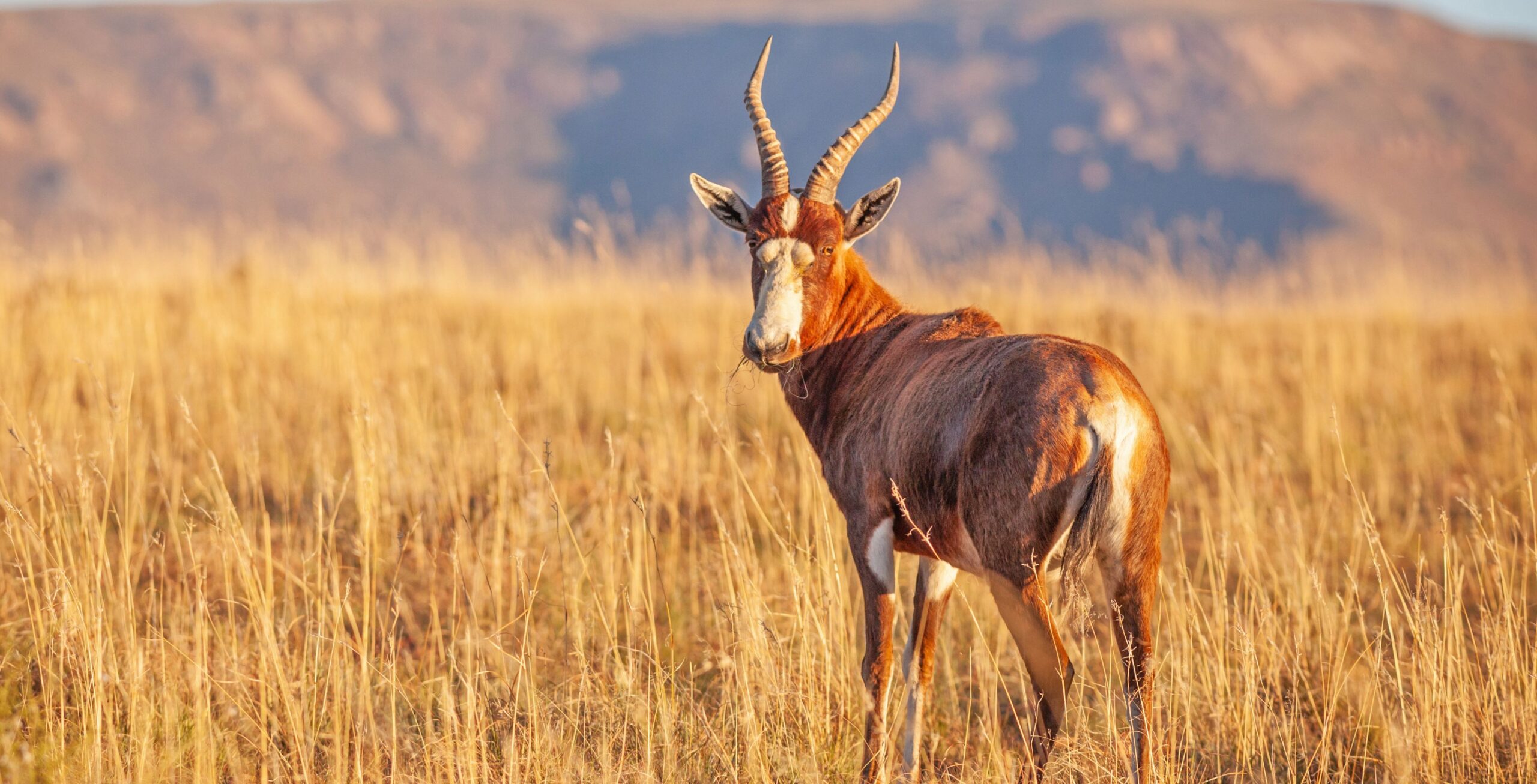 Blessbock steht im hohen hellen Gras vor einem Berg