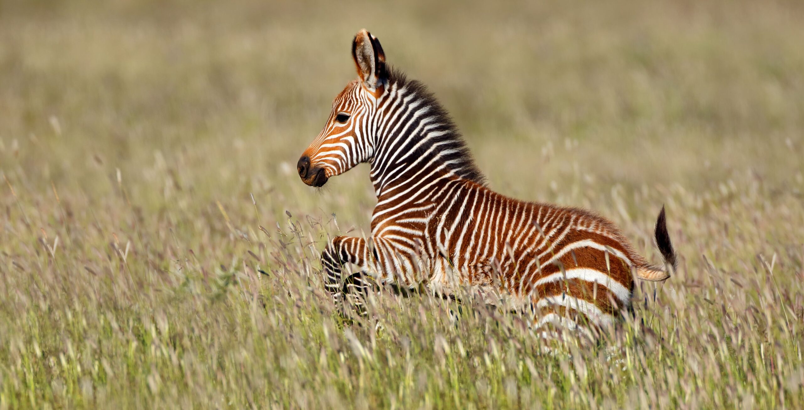 Junges Kap-Bergzebra springt durch hohes grünes Gras