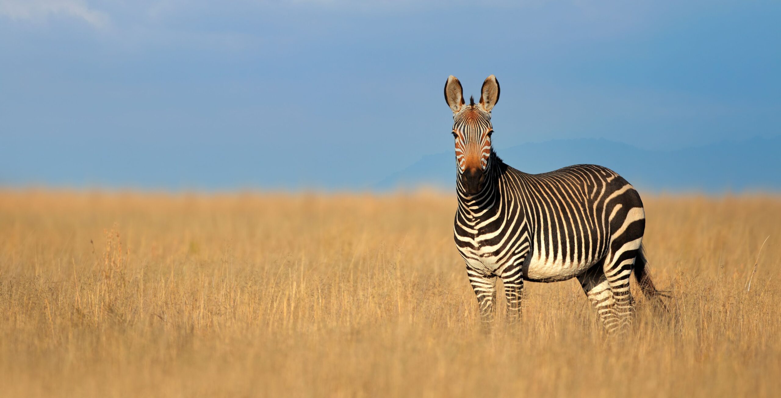 Kap-Bergzebra steht im hohen gelben Gras bei blauem Himmel