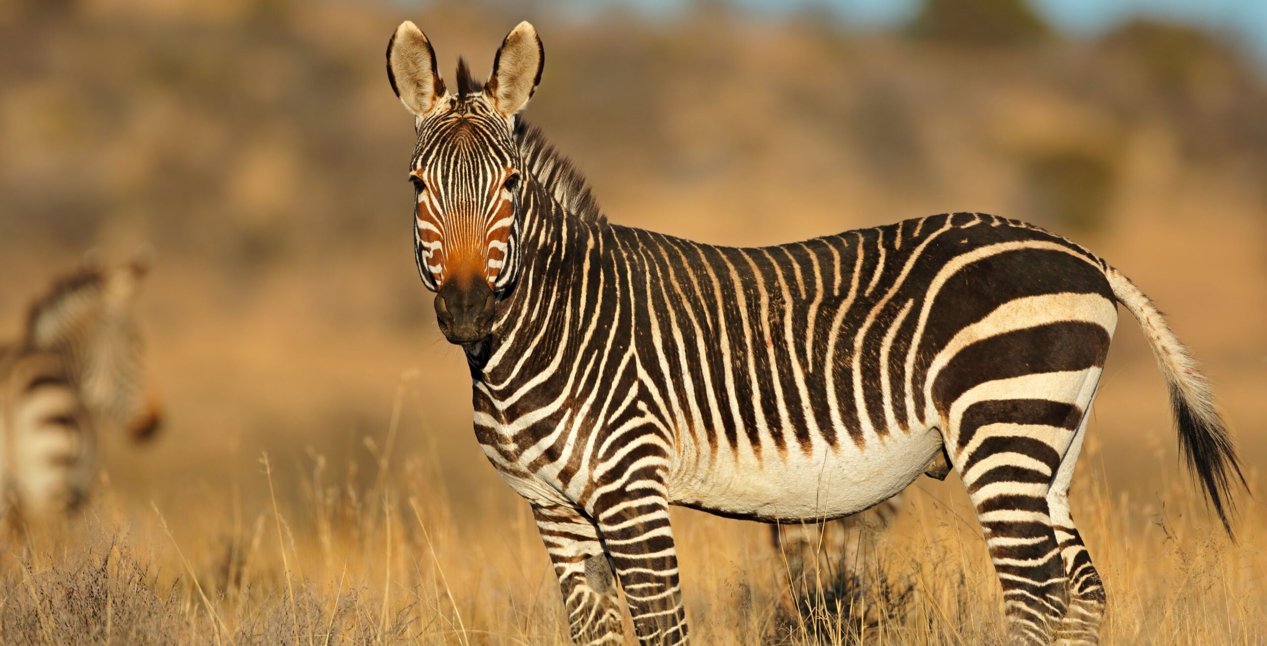 Seitenaufnahme des Kap-Bergzebras im hellen Gras