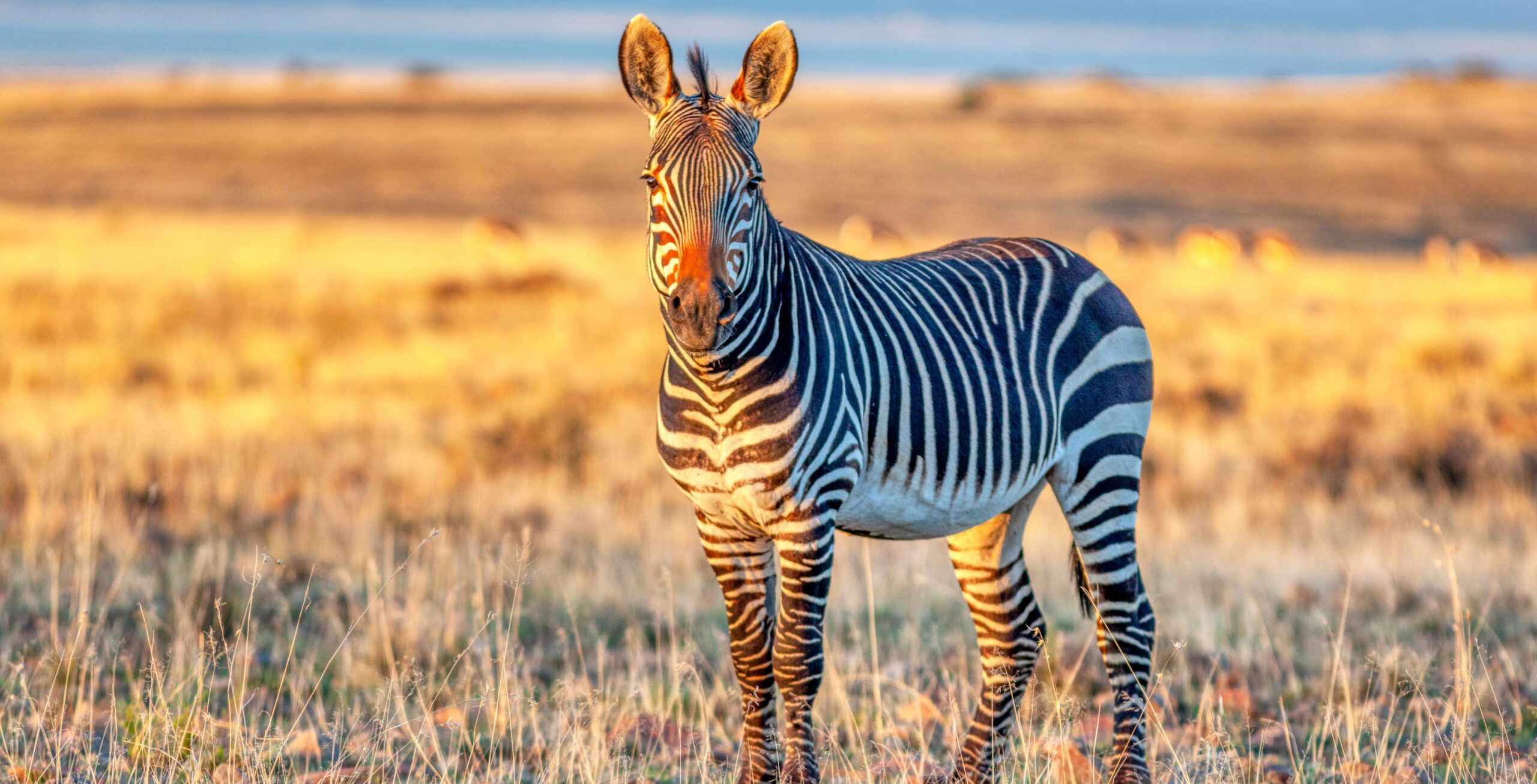 Kap-Bergzebra steht im hellen