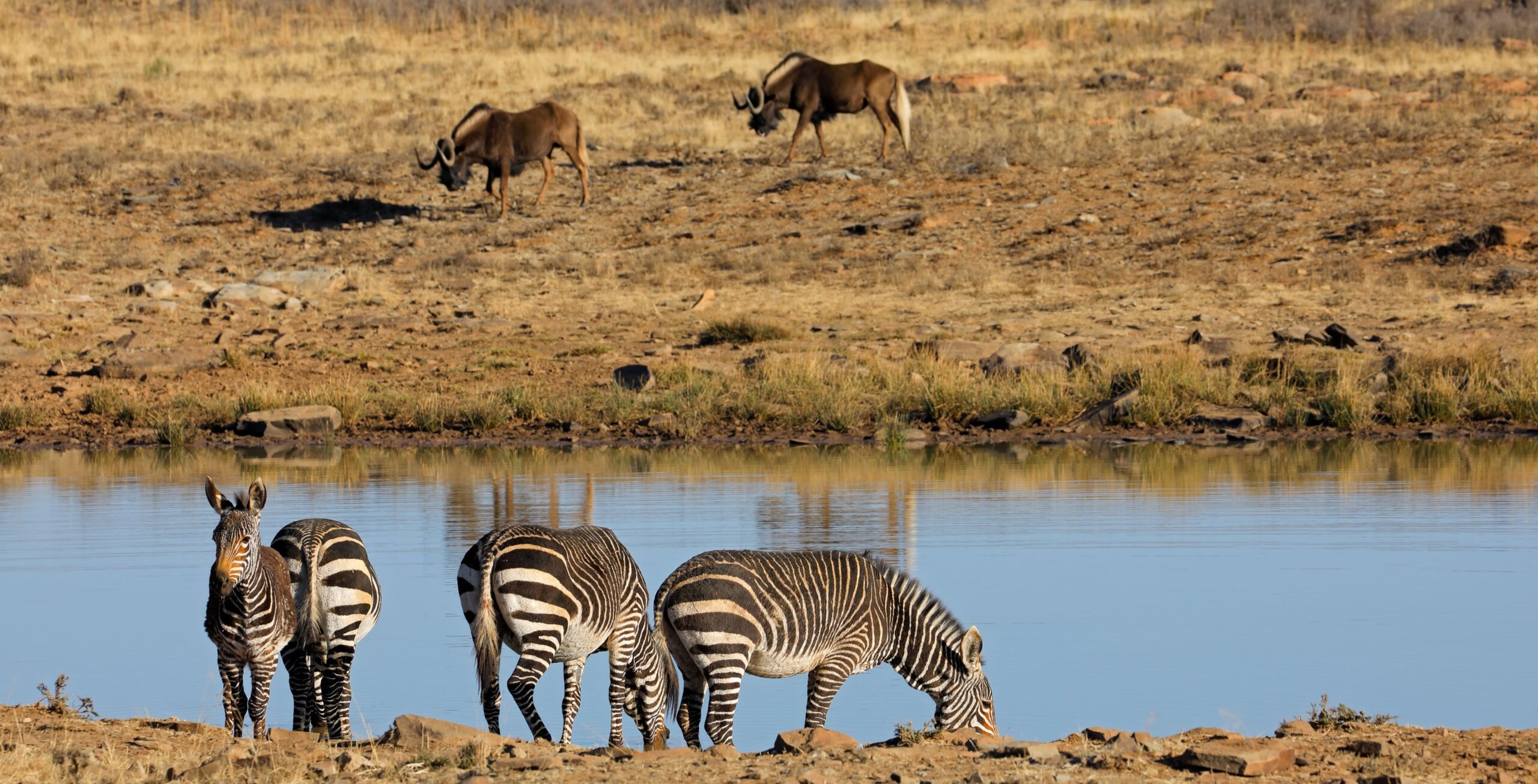 Kap-Bergzebras trinken am Wasserloch mit Weißschwanzgnus im Hintergrund