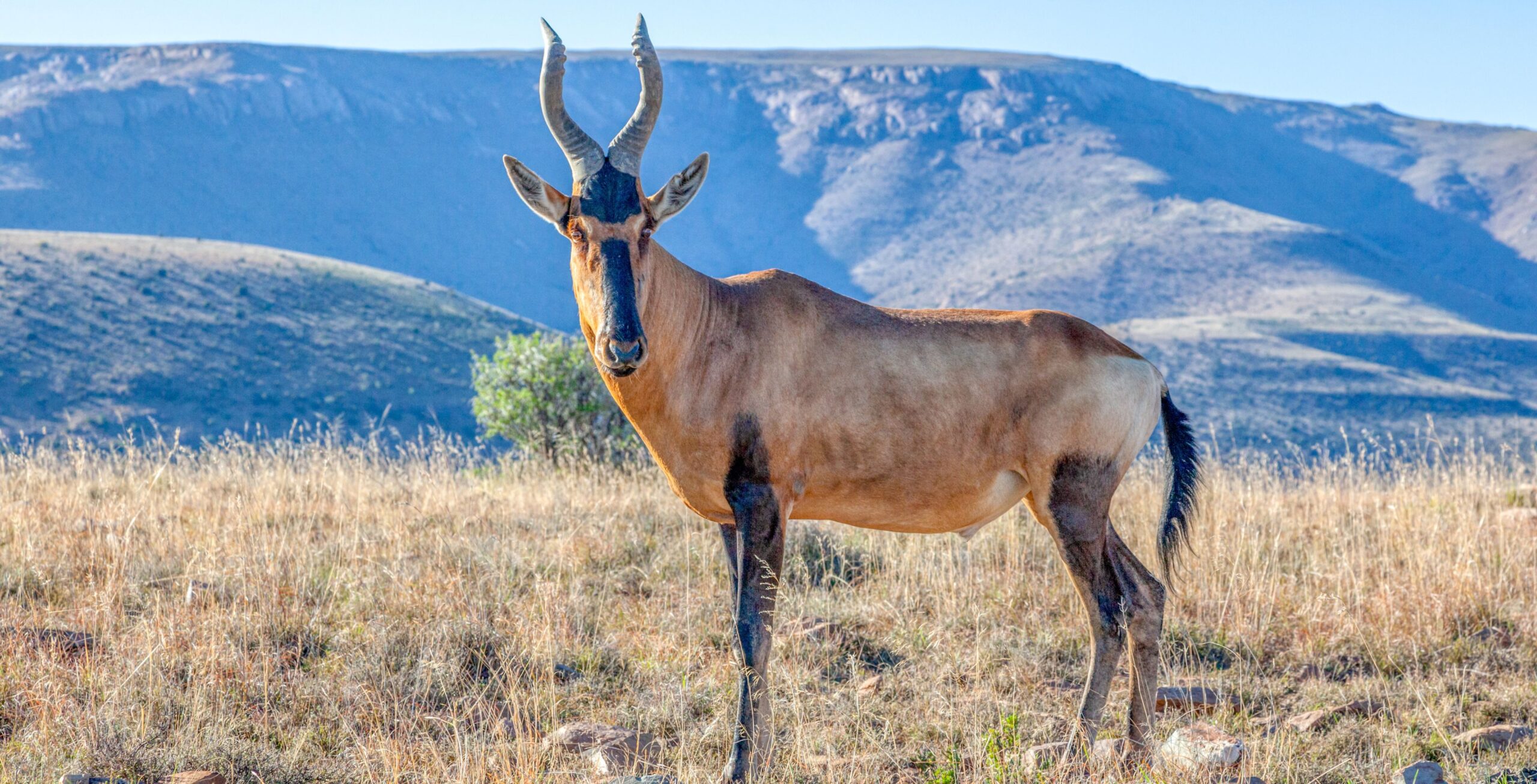 Südafrikanische Kuhantilope im hellen Gras mit Berg im Hintergrund