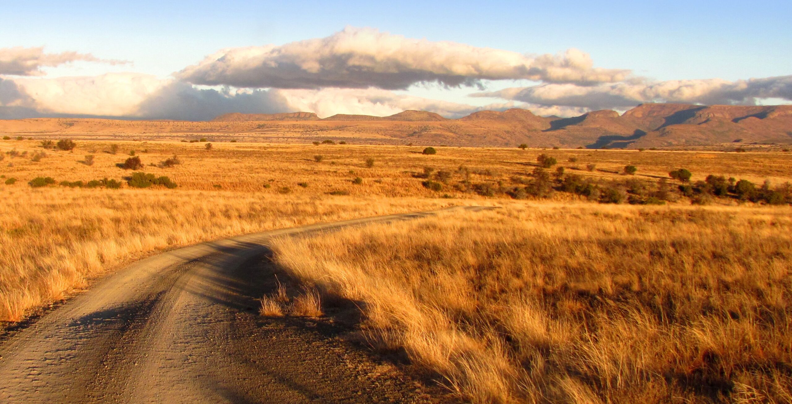 Straße durch das Grasland des Mountain Zebra Nationalparks