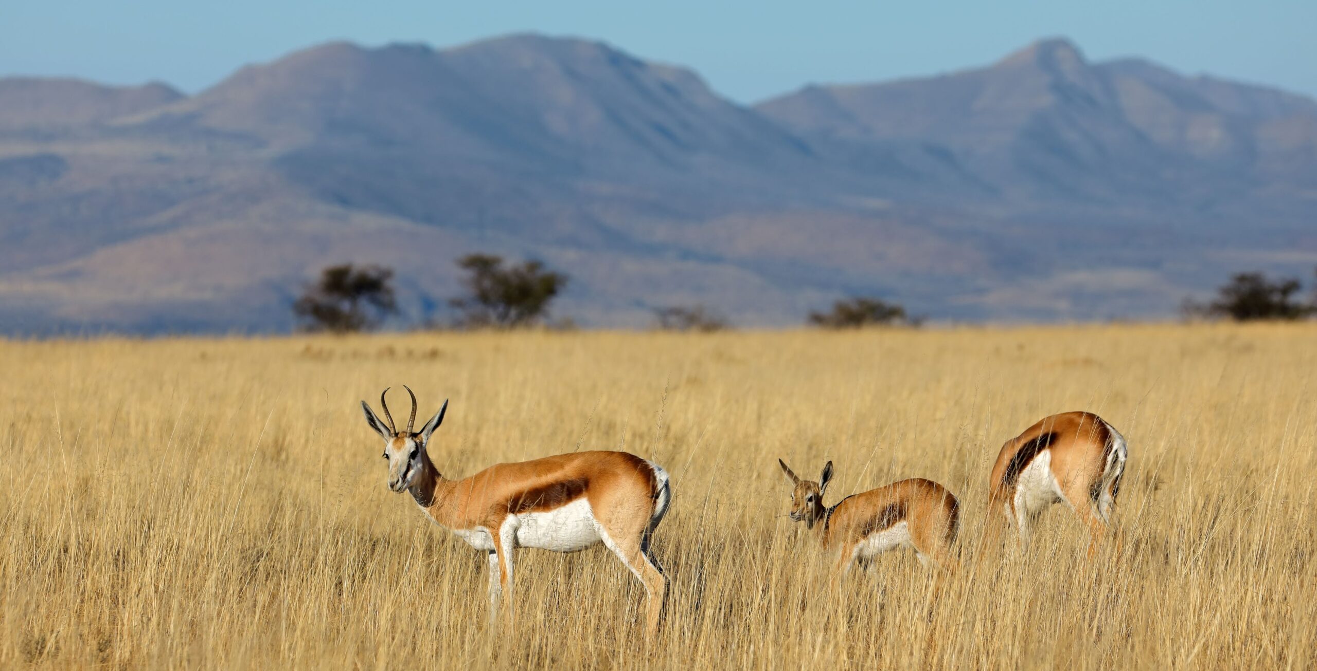 Mehrere Springböcke im hellen hohen Gras mit Bergen im Hintergrund