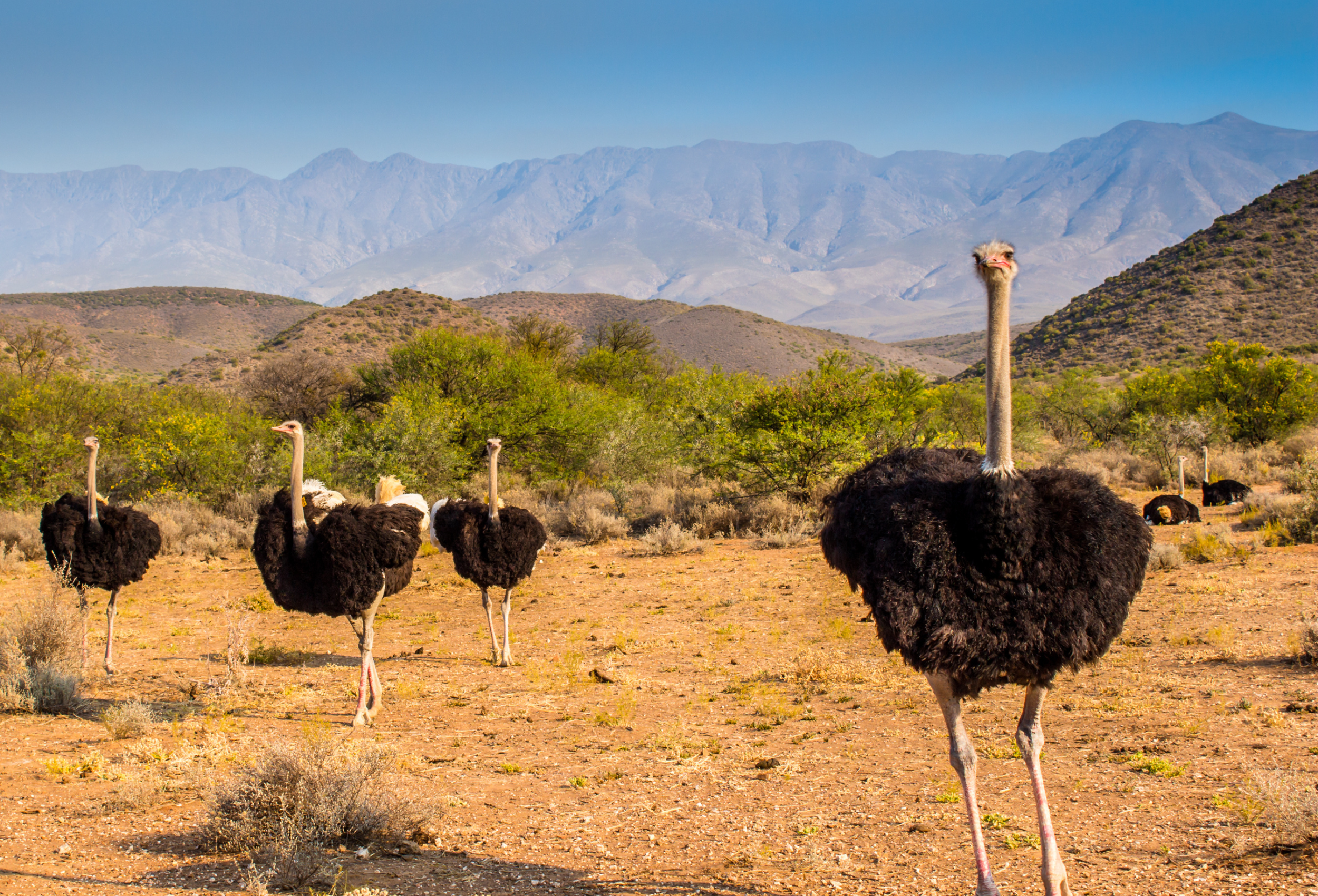 South-Africa_Images-for-Landing-Pages-8