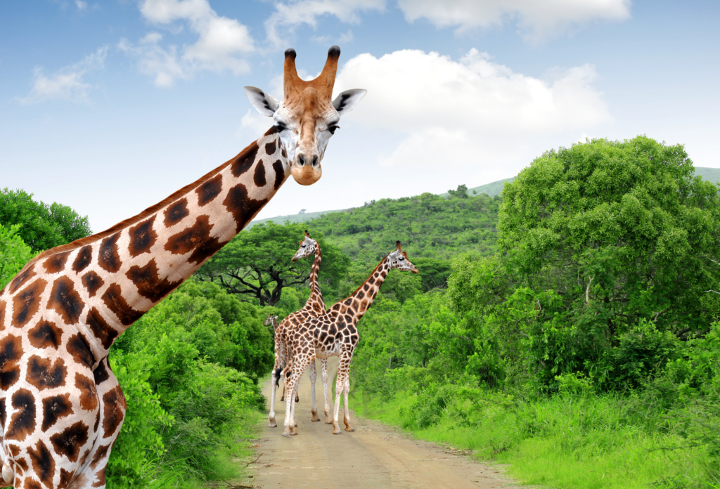 South-Africa_Kruger-National-Park_Giraffes