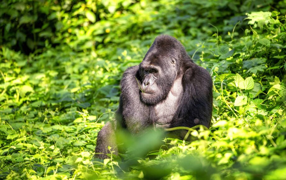 Silberrücken sitzt im grünen Dickicht im Bwindi Impenetrable Nationalpark in Uganda