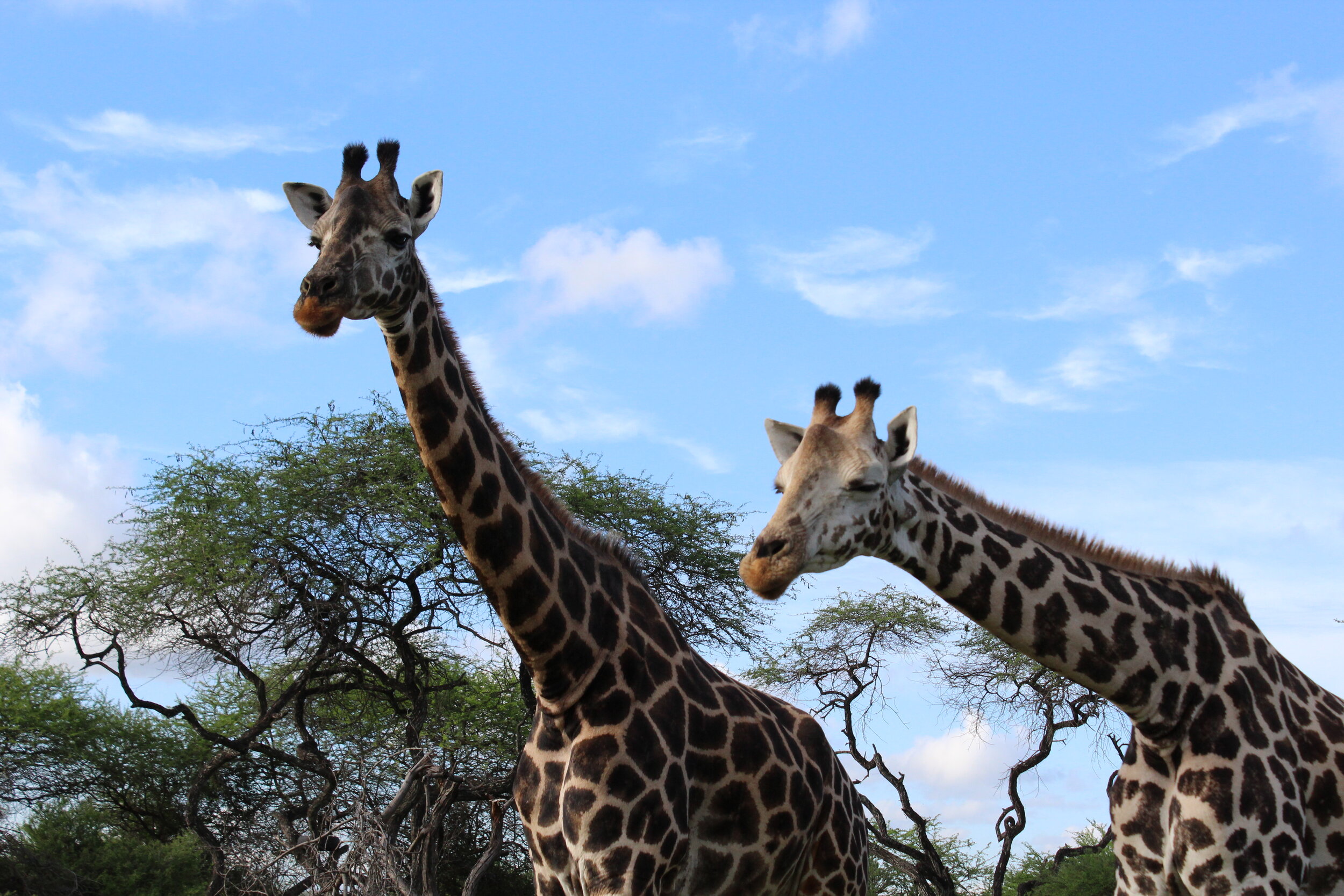 Nguuni Nature Sanctuary – Geführte Wanderung, Giraffenbeobachtung und Sundowner mit Lagerfeuer