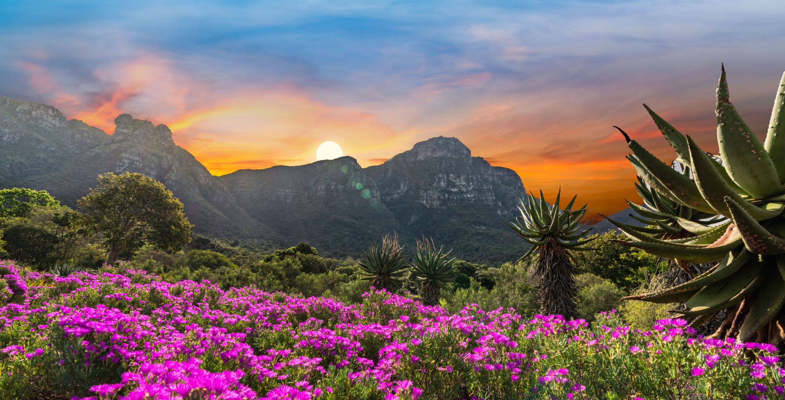 Besuchen Sie den Botanischen Garten Kirstenbosch