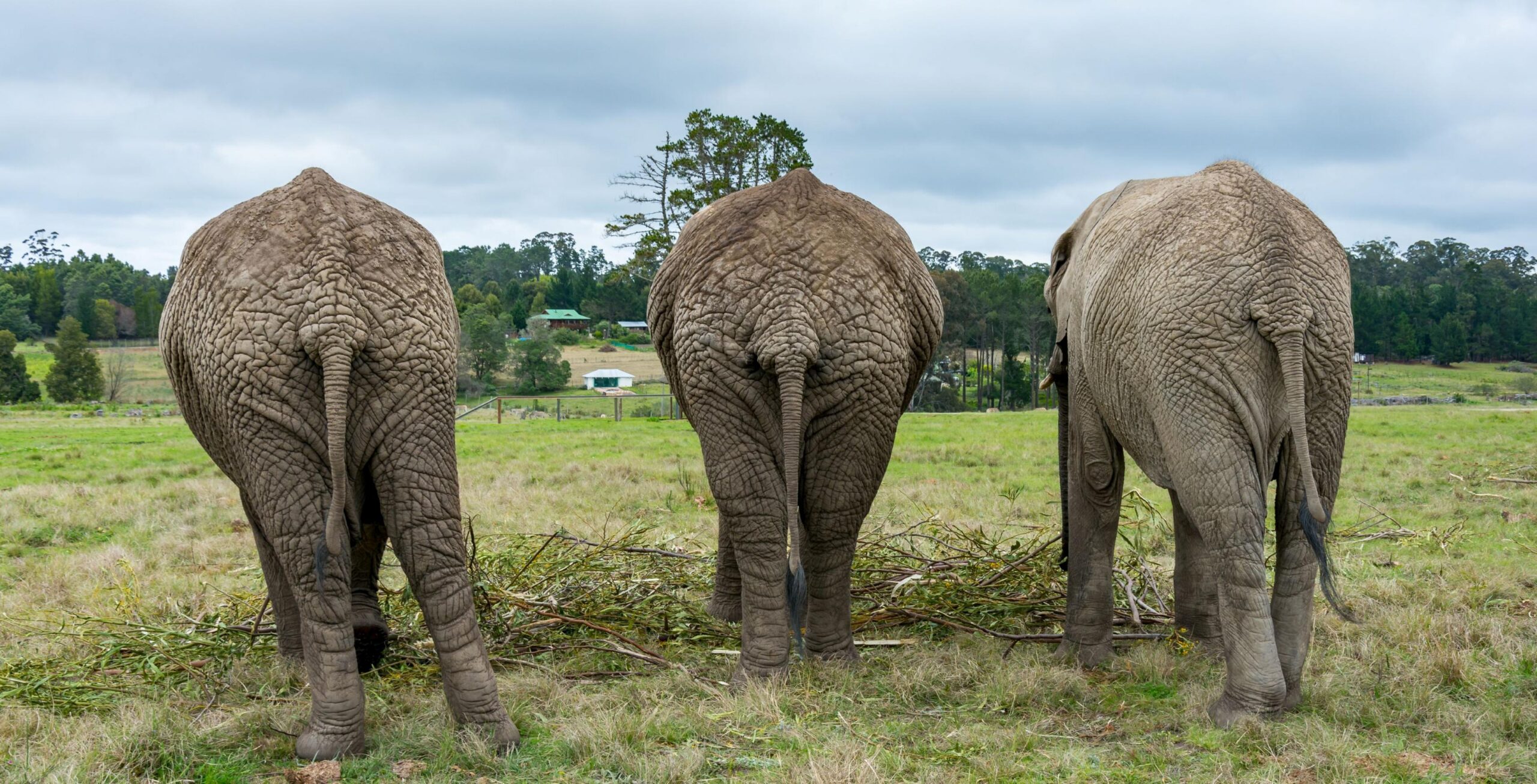 Elephant Experience im Knysna Elephant Park