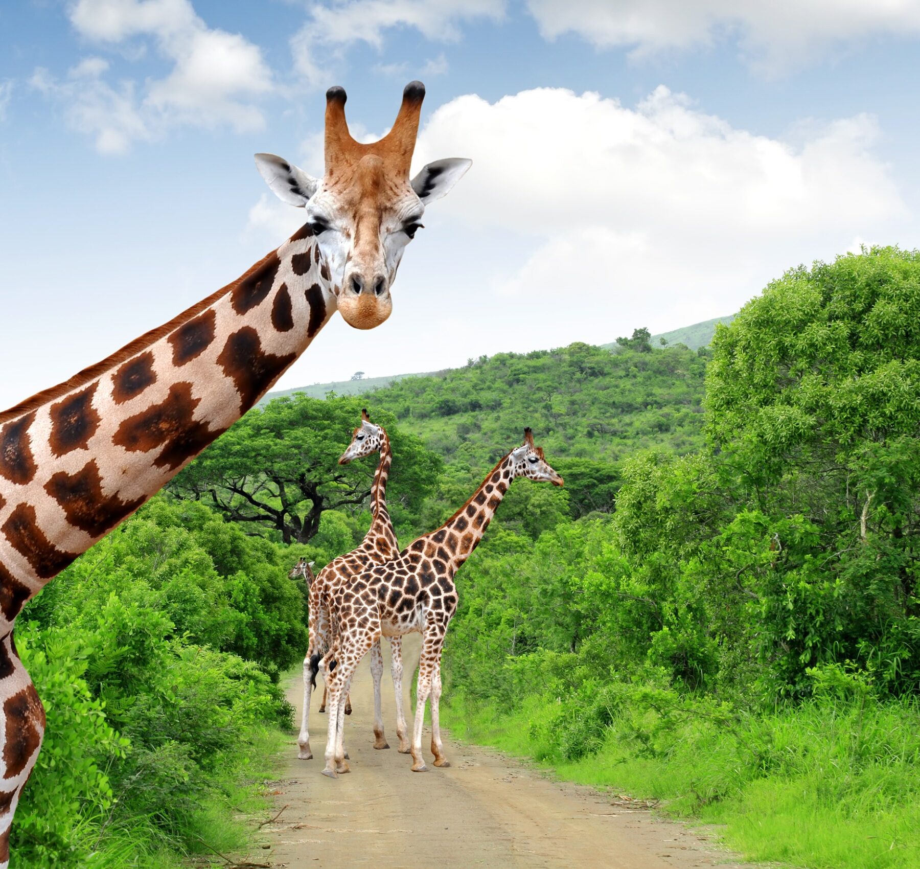 Drei Giraffen auf einer Straße im Grünen