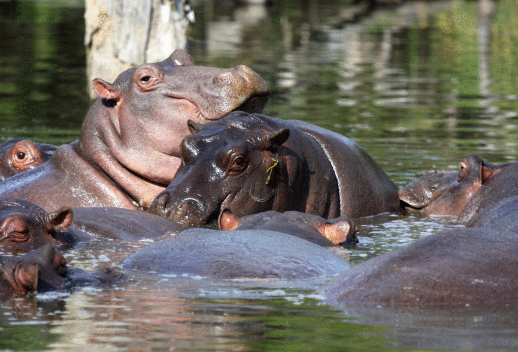 Hippos in the water