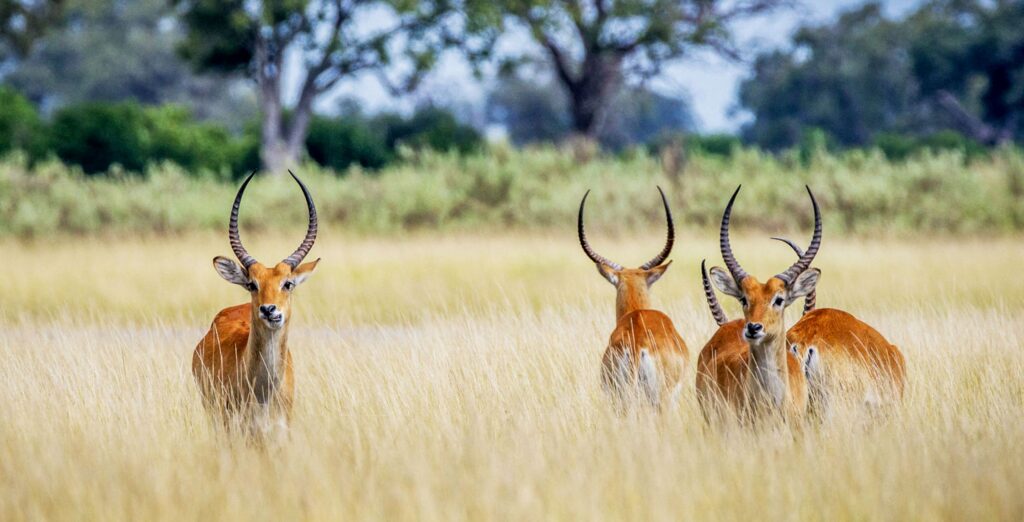 Vier Letschwe stehen im hohen gelben Gras des Khwai Schutzgebiets in Botswana