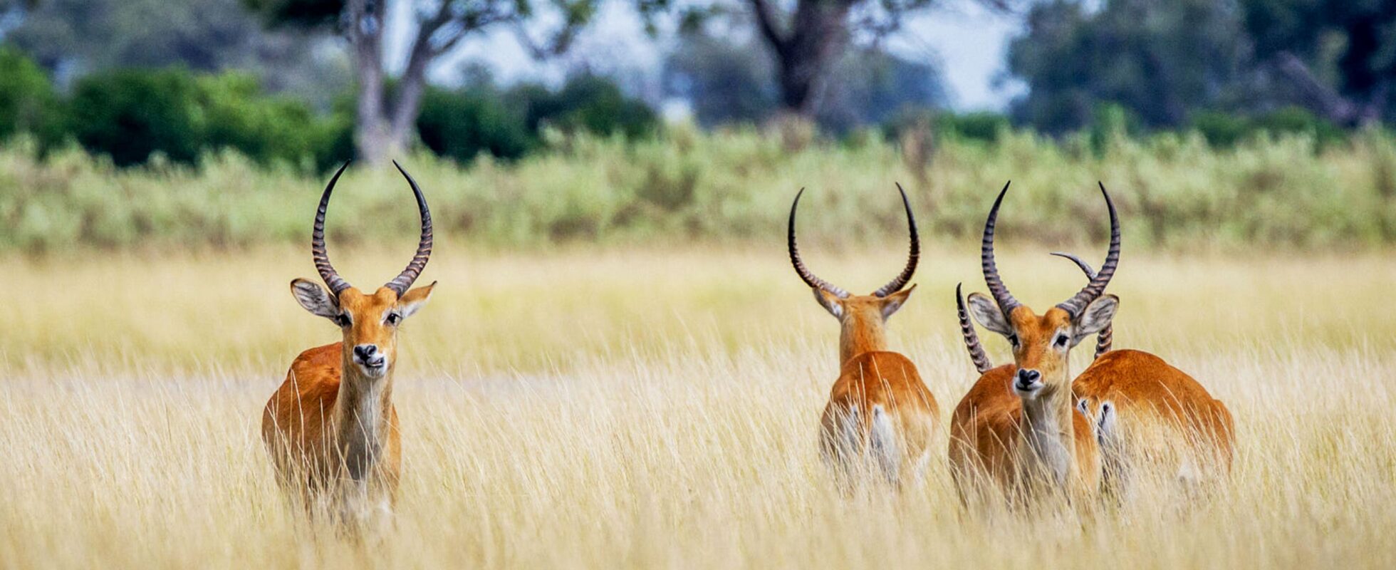 Vier Letschwe stehen im hohen gelben Gras des Khwai Schutzgebiets in Botswana