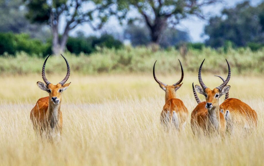 Vier Letschwe stehen im hohen gelben Gras des Khwai Schutzgebiets in Botswana